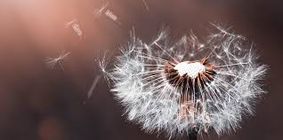 therapeute bien etre